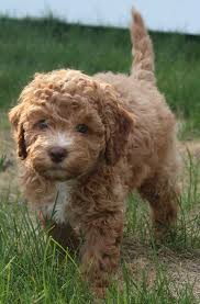 Maybe you would like to learn more about one of these? Monarch Australian Labradoodles Your New Best Friend Is Here