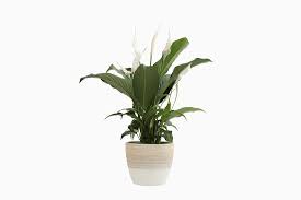 Why invest in indoor plants? Best Indoor Plants 11 Houseplants You Can Easily Care For