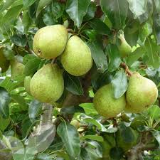 Check spelling or type a new query. Pear Beth Quince C 1 Year Maiden Bare Root