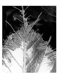 Image result for Julbernardia paniculata