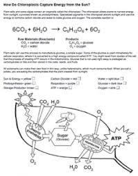 Photosynthesis Coloring