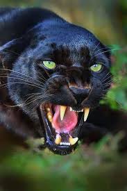 Pantera In 2020 Animals Wild Animals Wild Cats