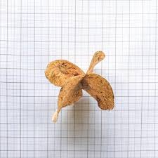 Image result for Balfourodendron