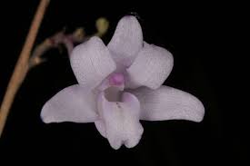 Image result for Polystachya dendrobiiflora