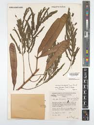 Image result for Leucas milanjiana