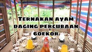 Check spelling or type a new query. Cara Ternak Ayam 60ekor Kos Reban Ayam Paling Murah Dan Simple Part1 Youtube