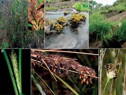 Image result for Diplacrum africanum