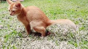 Dalam ertikata lain, kucing mengeluarkan najis menjurus kepada bentuk cairan dengan kerap. Lawak Kucing Cirit Birit By Hannafi Muktah