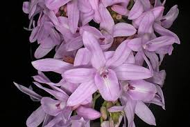 Image result for Polystachya campyloglossa