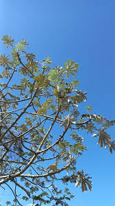 Image result for Cecropia pachystachya