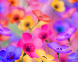 Amazing free hd flower wallpapers collection. Images Desktop Wallpaper Flowers Background Desktop Wallpapers Colorful Flowers Flower Wallpaper Amazing Flowers