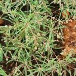 Image result for Hypertelis cerviana