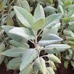 Image result for Solanecio cydoniifolius