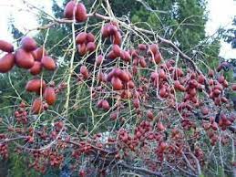 Order online or by phone. Jujube 10 Seeds Chinese Dates Fruit Tree Tropical Seed Tasty Organic Rare Lang For Sale Online Ebay Plants Bulbs For Sale Cool Plants