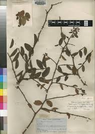 Image result for Capparis brassii