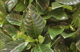 No Flowers On Gardenia Plant How To Get Blooms On Gardenia Gardenia Plant Gardenia Trees Gardenia Bush