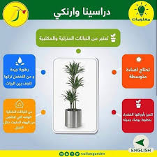 ويطلق عليها أيضا دراسينا وايت ستريب من Sultan Garden Center Facebook