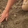 Prolonged Heatwave in Germany Severely Impacts Farmers' Harvests