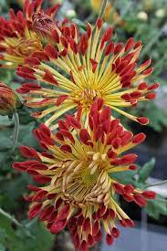 Pin On Gardening