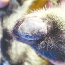 Cats' paw pads can be injured by sharp objects like broken glass, metal, splintering wood, or bites (resulting from a cat fight, for example). Pdf Autogenous Free Pad Grafts To Reconstruct A Weight Bearing Surface In A Cat