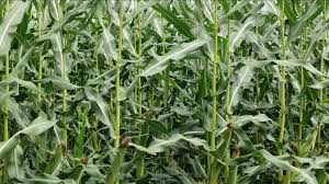 Image result for Zea mays