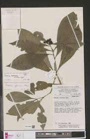 Image result for Peddiea