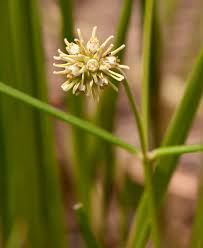 Image result for Periglossum mackenii