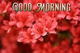 Good morning, just be happy today. Good Morning Flower Images Free Download For Whatsapp