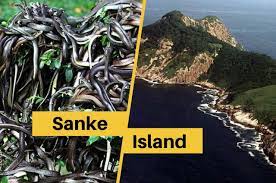 Snake island is located off the coast of puerto rico. World S Deadliest Island Ilha Da Queimada Grande Snake Island
