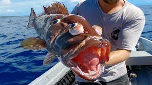 Demersal and pelagic breed of fish. Catching Weird Deep Sea Fish Youtube