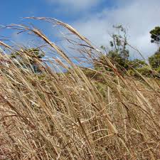 Image result for Andropogon amethystinus