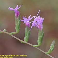 Image result for Lessertia pauciflora