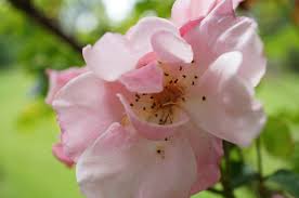 Image result for Rosaceae