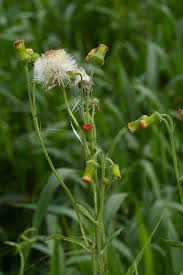 Image result for Crassocephalum crepidioides