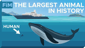 how large are blue whales really size comparison