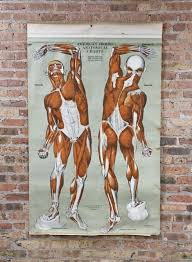 original vintage american medical wall mount drop down human muscular system anatomical poster