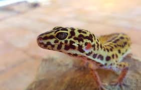1000 x 714 jpeg 86 кб. Wallpaper Reptile Gecko Leopard Gecko Images For Desktop Section Zhivotnye Download