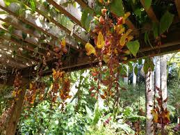 Image result for Thunbergia mysorensis