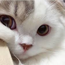 Look At Her She Is Adorable Pretty Cats Cute Cats And Kittens Kittens Cutest