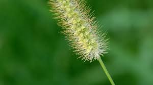 Image result for Cenchrus biflorus