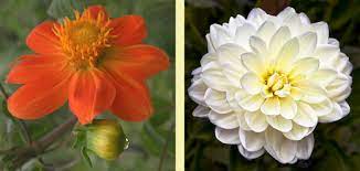 In all my years as a psychiatrist, i was now able to conclude that as i look back on my for a class on american history use abbreviations instead of writing out whole names: Mexican Paper Flowers