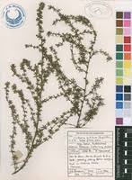 Image result for Cliffortia serpyllifolia