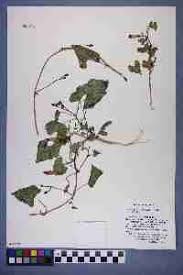 Image result for Ipomoea parasitica