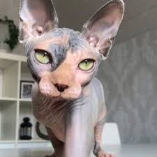 They enjoy playing, being silly and engaging in different interactive and challenging play like puzzles or toys but they also very much enjoy relaxing. 13 Convincingly Cute Sphynx Cats