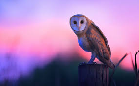Who Said That 8 Owls You Might Hear At Night Owl Pictures Barn Owl Cute Owl Photo