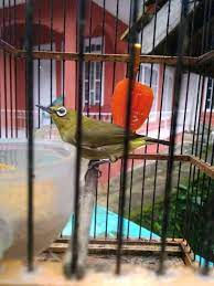Jika ada yang ingin anda tambahkan silahkan kirimkan kata gaul. Jual Beli Burung Segala Macam Daerah Karangnunggal Dan Sekitarnya Home Facebook