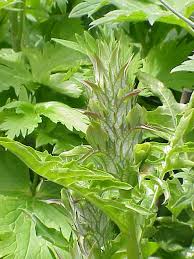 Image result for Acanthus mayaccanus
