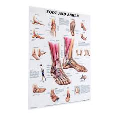 Anatomy Of Foot And Ankle Poster Anatomical Chart Human Body Educational Home Decor