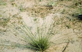 Image result for Vahlia dichotoma