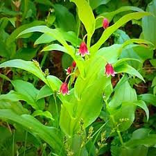 Image result for Streptopetalum